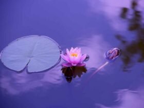 Meditation Techniques for Beginners